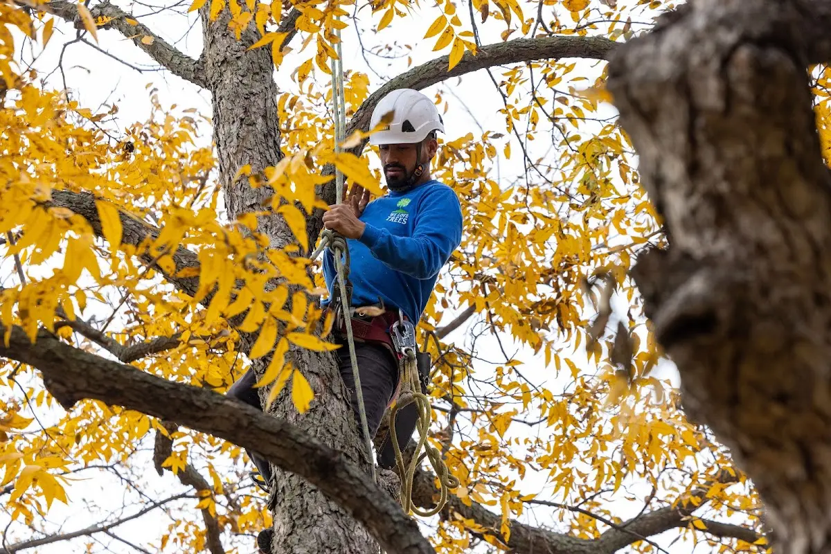 Skilled Storm Damage Cleanup crew working in Boncarbo